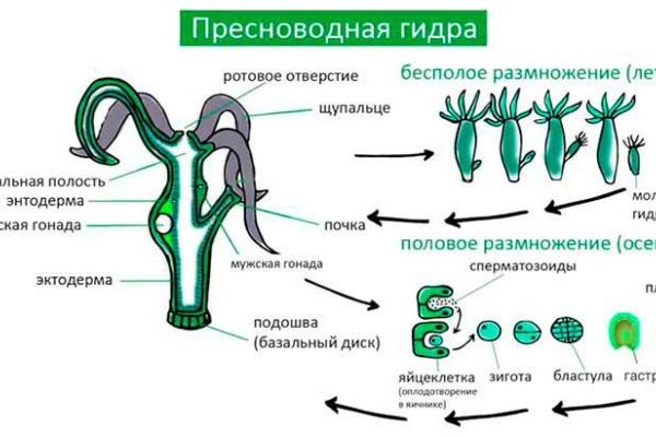 Какая ссылка у кракена