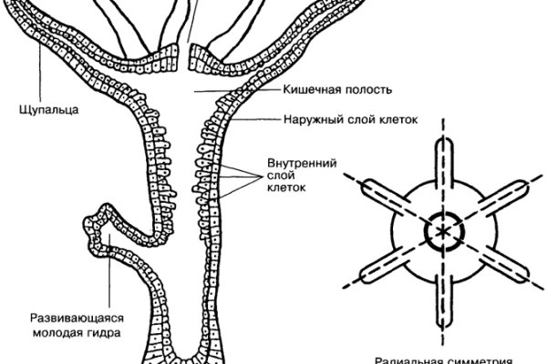 Украли аккаунт на кракене даркнет